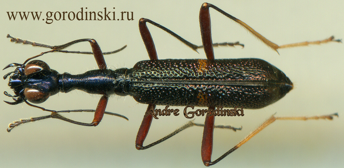 http://www.gorodinski.ru/cicindela/Neocollyris pseudosignata.jpg